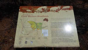 Great Western Woodland