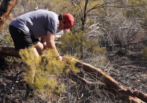 Matt cleared the path with his chainsaw