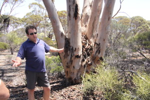 Scotty explain regrowth