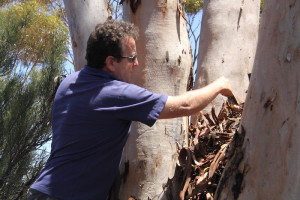 Scotty explain regrowth