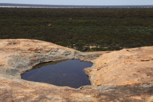 Gnamma on the rock.