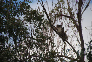 The koala is a arboreal herbivorous marsupial native to Australia.