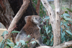 Koala (Phascolarctos cinereus)