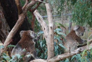 Habitat destruction is the biggest threat to the Koala.