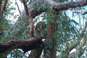 The koala is a arboreal herbivorous marsupial native to Australia.
