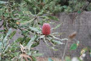 Firewood Banksia (Banksia mensziesii) in flower.