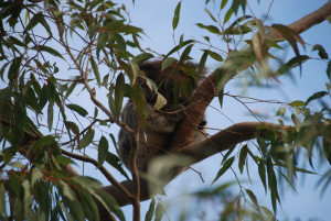 Koala. Not native to Western Australia.