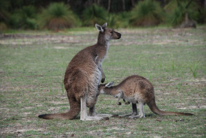 Western grey kangaroo (Macropus fuliginosus).