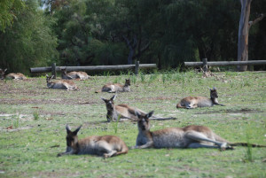 No stress lifestyle in the National Park.