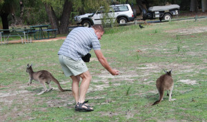 Used to humans but still wary.