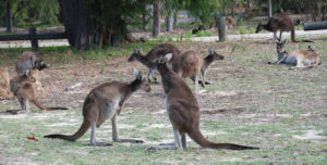 Very common and found across southern Australia.