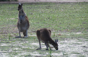 Kangaroos are plentiful and docile at Yanchep.