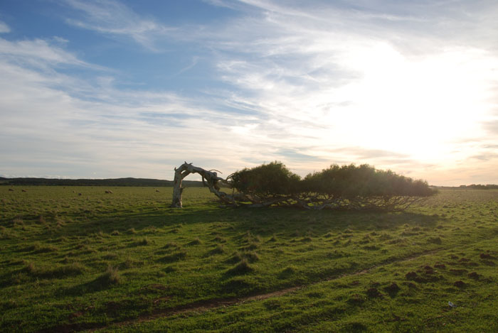 Leaning tree at Greenough.