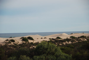 Coastal dunes.