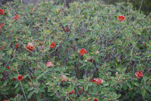 In Kalbarri National Park.