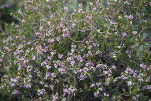 In Kalbarri National Park.