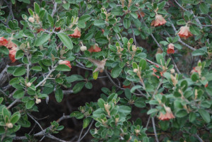 In Kalbarri National Park.