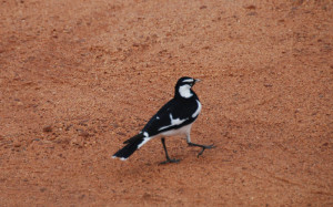 Mudlark