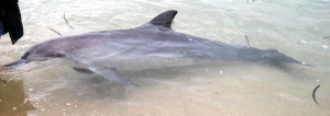 Each of the dolphins has been named.