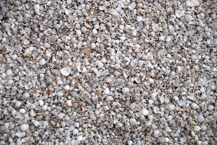 The entire beach is shells.