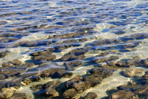 Stromatolites.