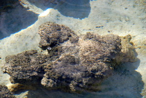 Stromatolite.