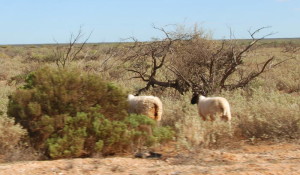Dormer-Merino cross sheep.