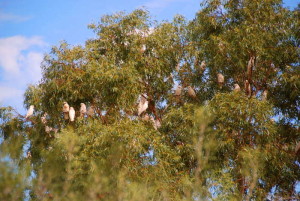 Little Corellas at Wooramel.