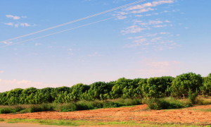 Plantation