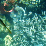 underwater