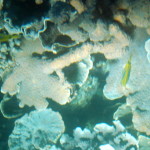 underwater