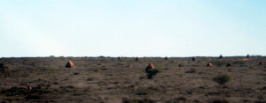 Termite mounds north of Coral Bay.