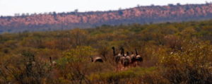 Emus on the Birkett Road.