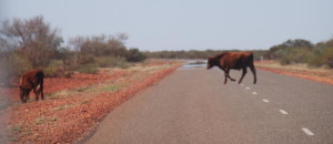 On the Nanutarra-Tom Price Road.