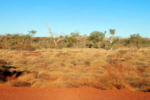 Spinifex.