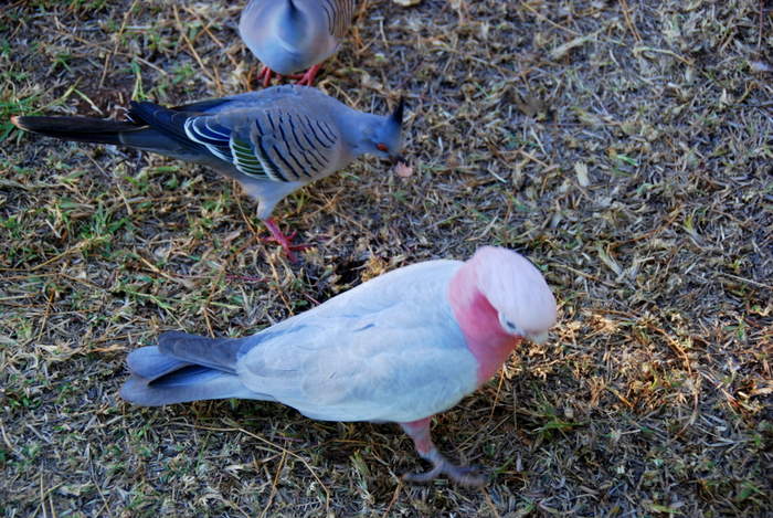 Crested pigeons and a pink and grey galah.
