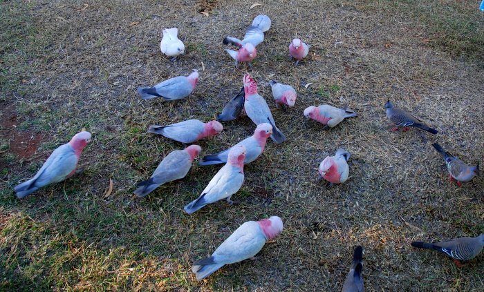 Pink and grey galahs, with crested pigeons and a little corella.