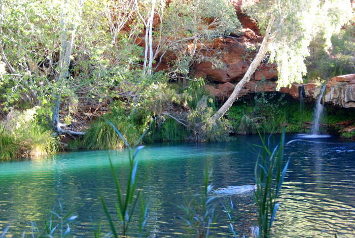 Fern Pool