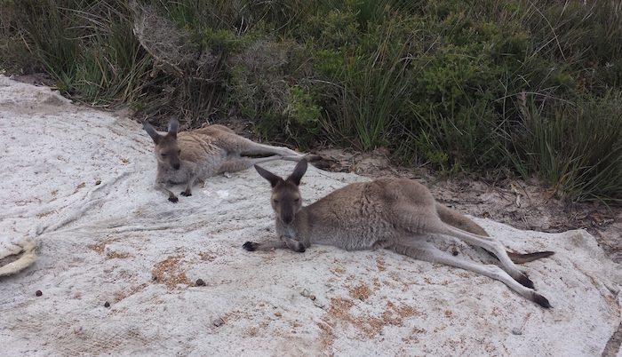 Skippies at Lucky Bay. #