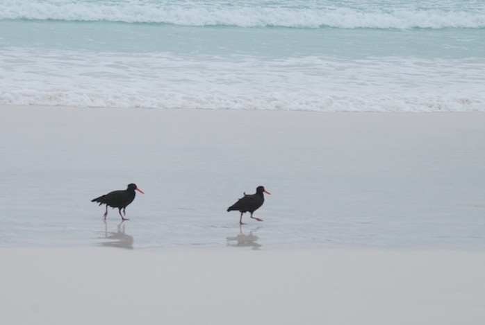 Sooty Oystercatchers at Lucky Bay.