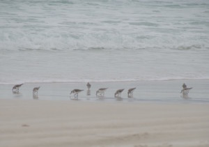Terns
