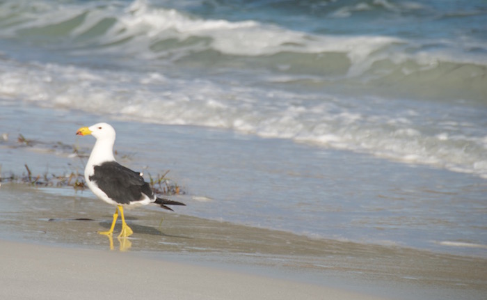 A Pacific Gull on the beach.