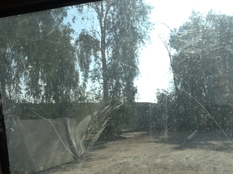 The only place on KAF that has trees is the terminal.