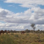 Camels-on-David-Carnegie-Track