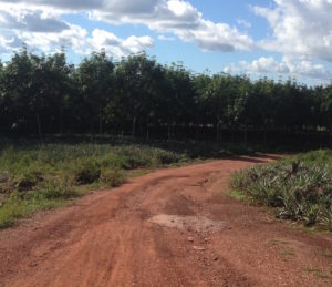 Unnamed dirt road in Si Chiang Mai district