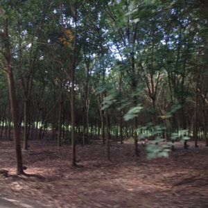 Rubber plantations