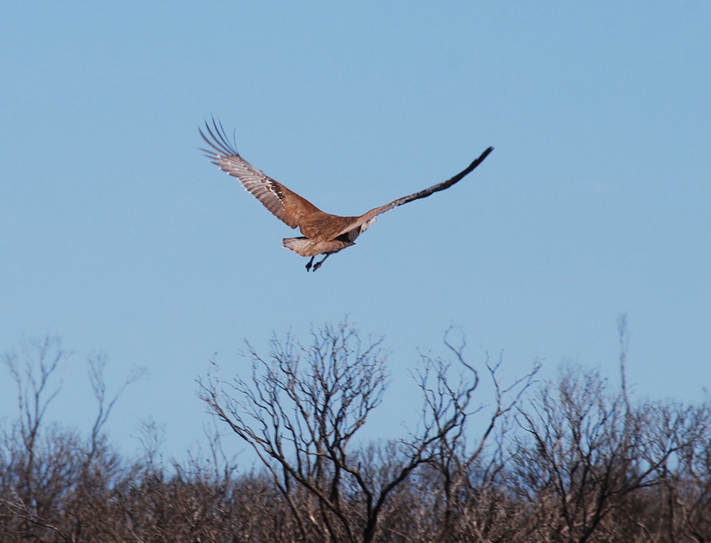 Takes flight