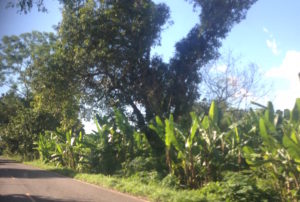 is lined with banana trees