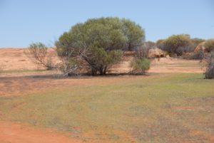 A large open area at Gnarlbine.