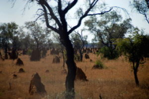 Termites mounds near the start of 'the Gibb'.